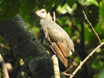 Brown-eared Bulbul 奥四万湖 Sat, 8/29/2020