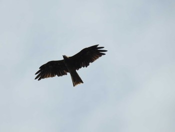 Black Kite 奥四万湖 Sat, 8/29/2020