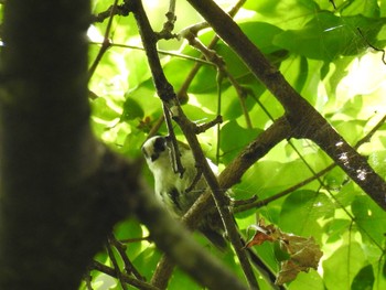 Long-tailed Tit 奥四万湖 Sat, 8/29/2020