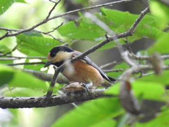 Varied Tit 奥四万湖 Sat, 8/29/2020