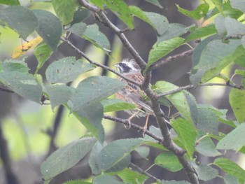 Meadow Bunting 奥四万湖 Sat, 8/29/2020