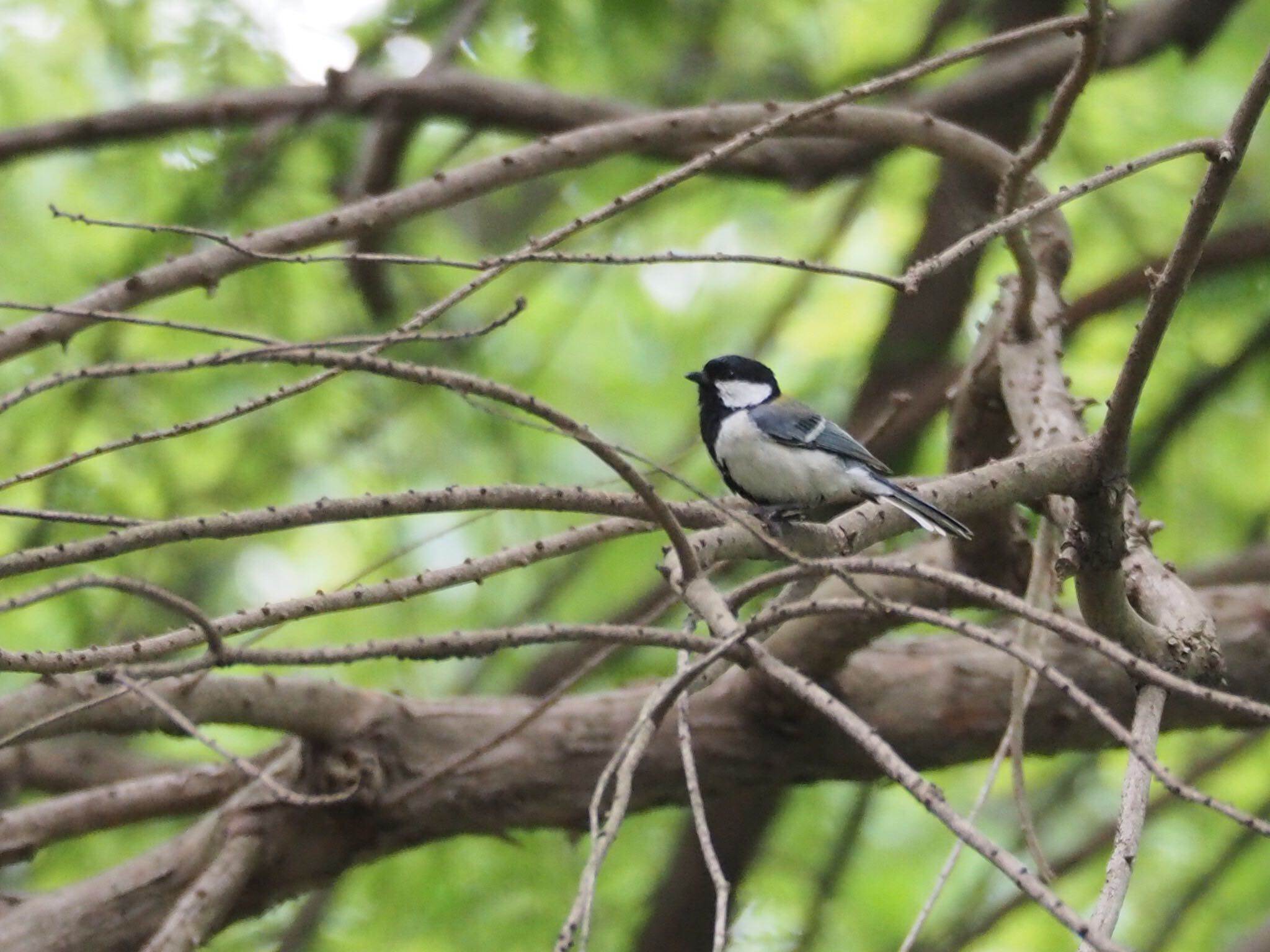 Photo of Japanese Tit at 