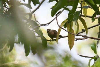 Rufous Shrikethrush Iron Range National Park Fri, 10/18/2019