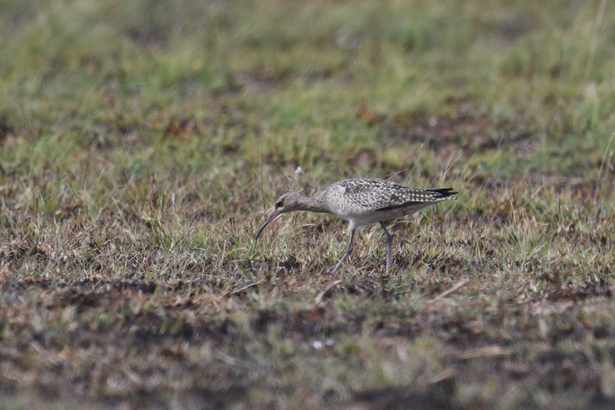 Little Curlew