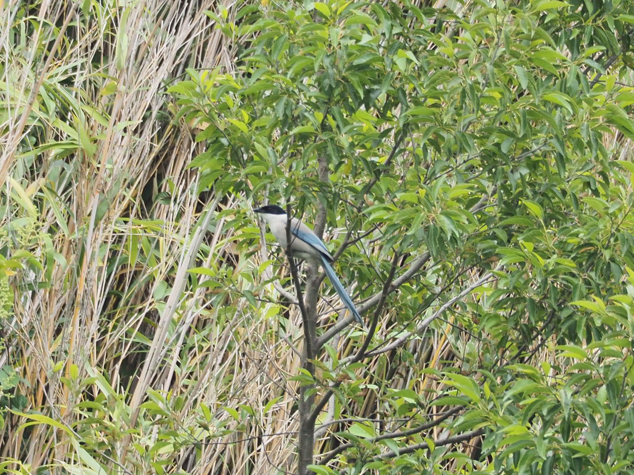 Photo of Azure-winged Magpie at  by きずきず