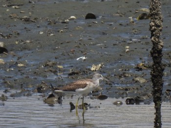 Mon, 8/31/2020 Birding report at Yatsu-higata