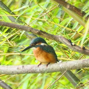 カワセミ 場所が不明 2016年6月8日(水)