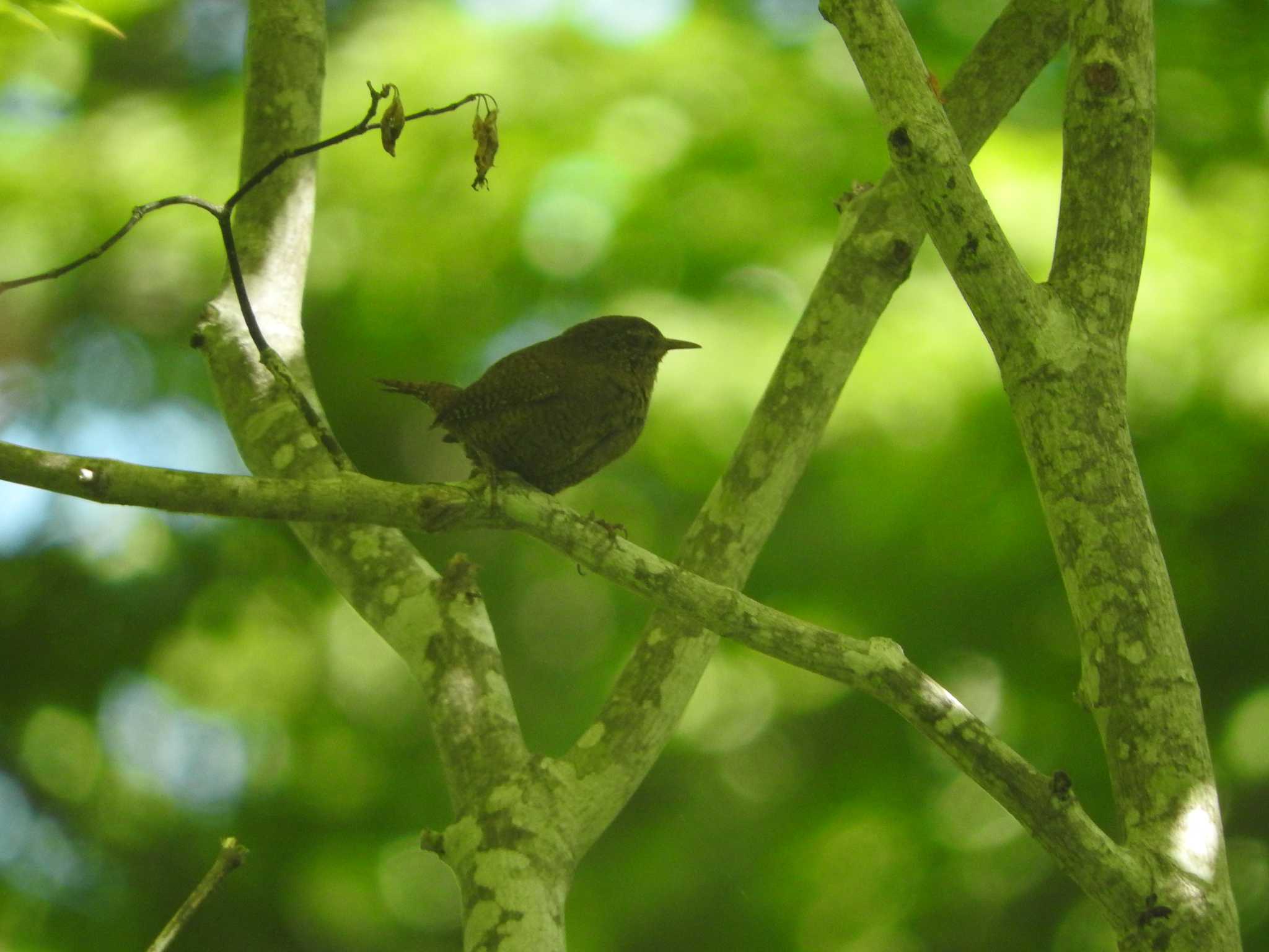 Photo of Eurasian Wren at 