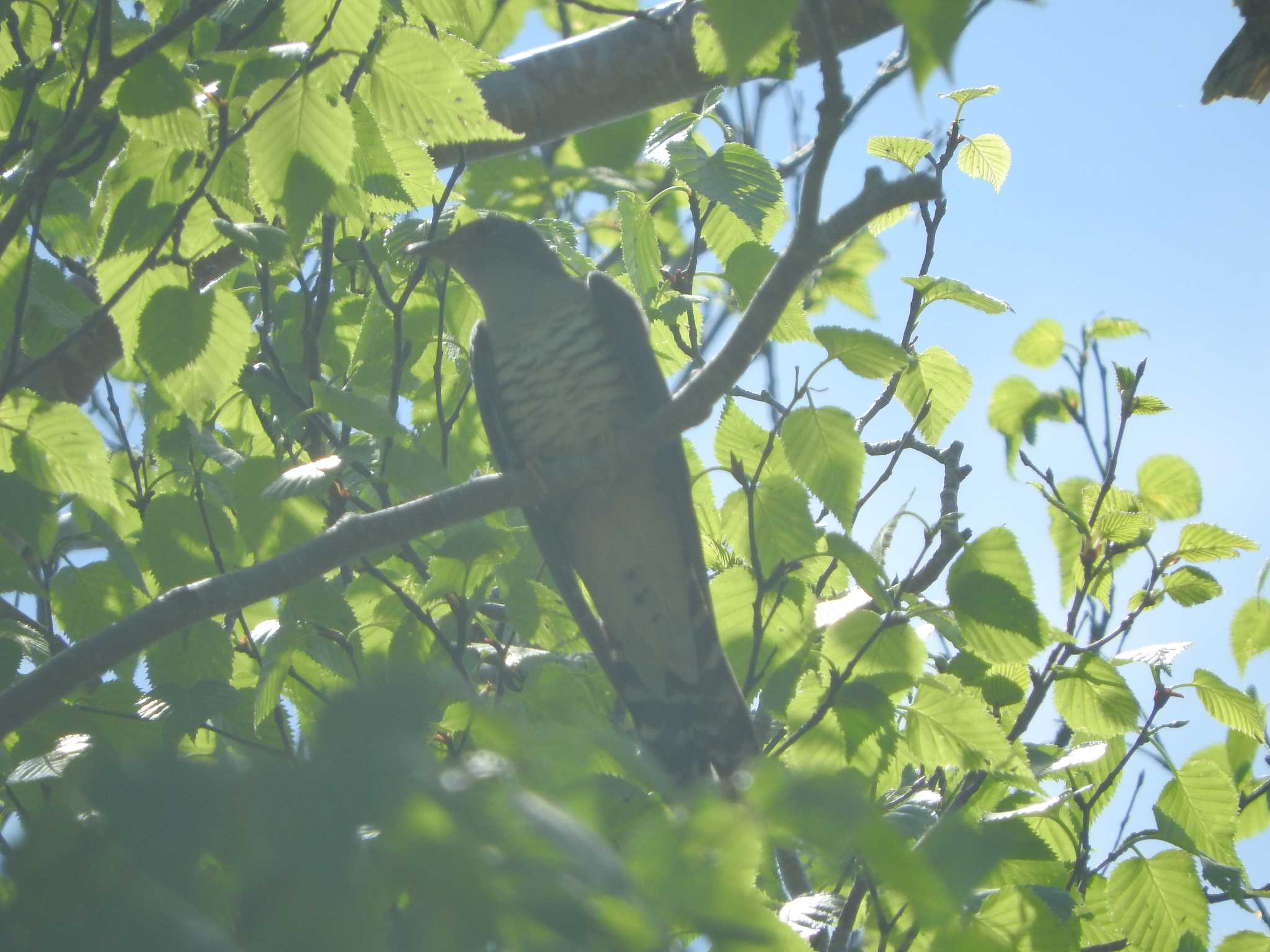 Photo of Lesser Cuckoo at 