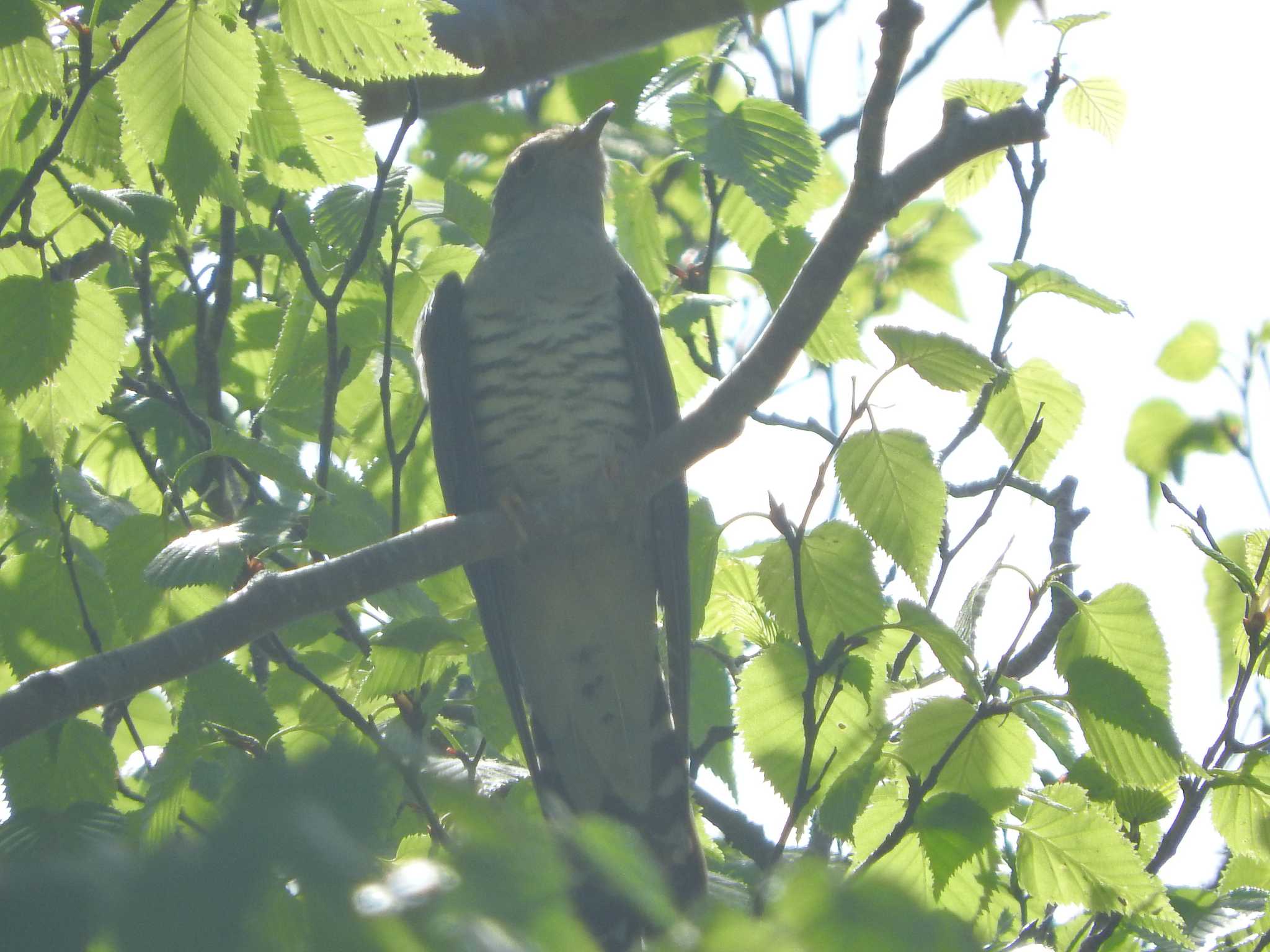 Photo of Lesser Cuckoo at 