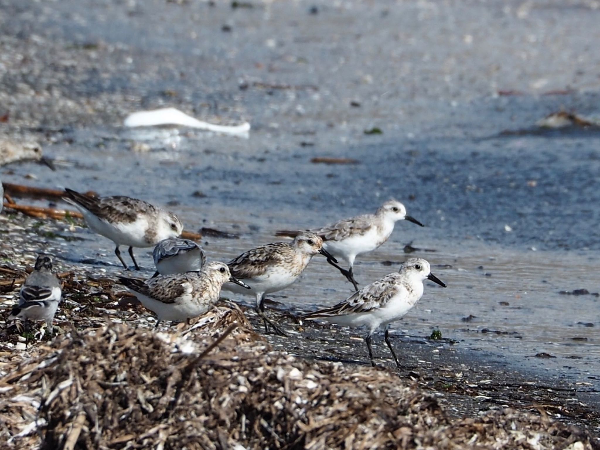 ふなばし三番瀬海浜公園 ミユビシギの写真 by da