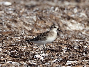 2020年8月30日(日) ふなばし三番瀬海浜公園の野鳥観察記録