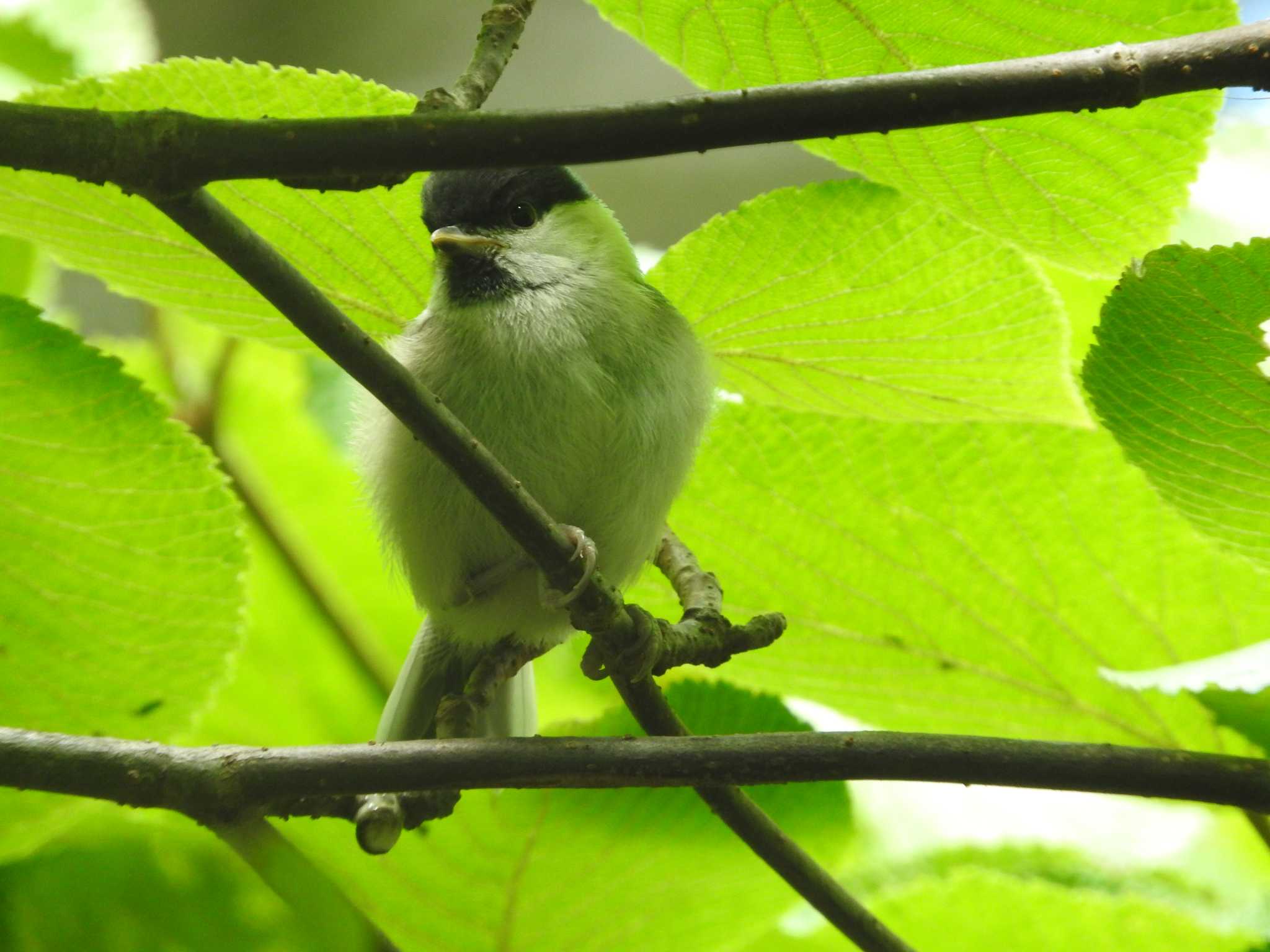 Photo of Willow Tit at 