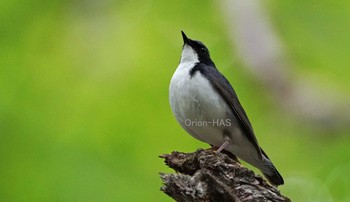 Siberian Blue Robin 山梨県 Fri, 6/14/2019