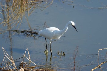 Little Egret 倉敷市藤戸町 Mon, 8/31/2020