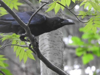 ハシブトガラス 屯田防風林 2020年7月24日(金)