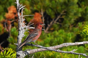 Pine Grosbeak Shiretoko Pass Sat, 7/18/2020