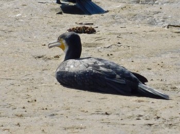 Great Cormorant 安濃川河口 Mon, 8/31/2020