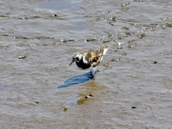 Ruddy Turnstone 雲出川河口 Mon, 8/31/2020