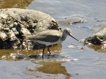 Terek Sandpiper 雲出川河口 Mon, 8/31/2020