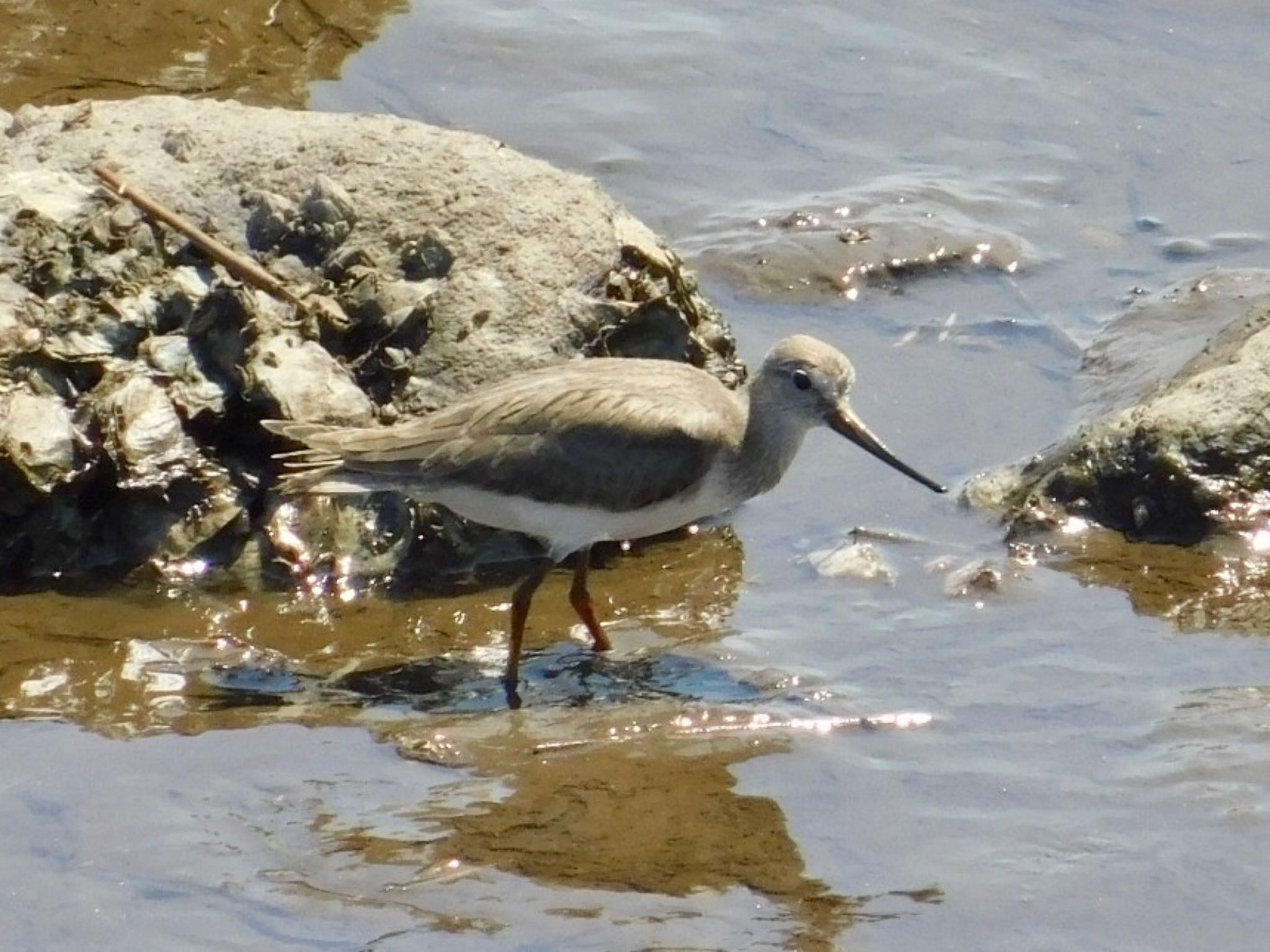 Terek Sandpiper