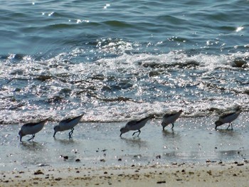 2020年8月31日(月) 安濃川河口の野鳥観察記録