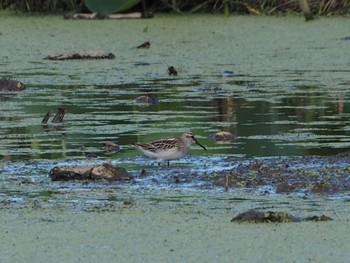 Broad-billed Sandpiper Inashiki Sun, 8/30/2020