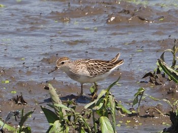 Sun, 8/30/2020 Birding report at Inashiki