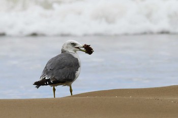 ウミネコ 千里浜(石川県羽咋市) 2020年8月31日(月)