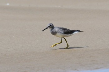 Grey-tailed Tattler 千里浜(石川県羽咋市) Mon, 8/31/2020