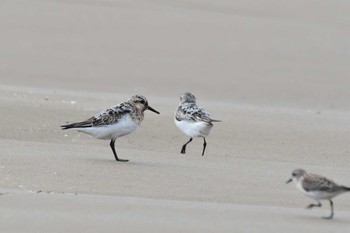 Sanderling 千里浜(石川県羽咋市) Mon, 8/31/2020