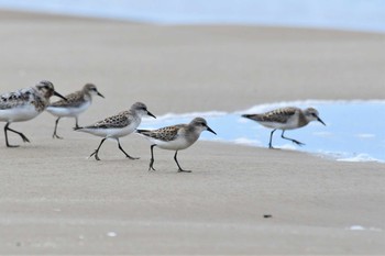 Red-necked Stint 千里浜(石川県羽咋市) Mon, 8/31/2020