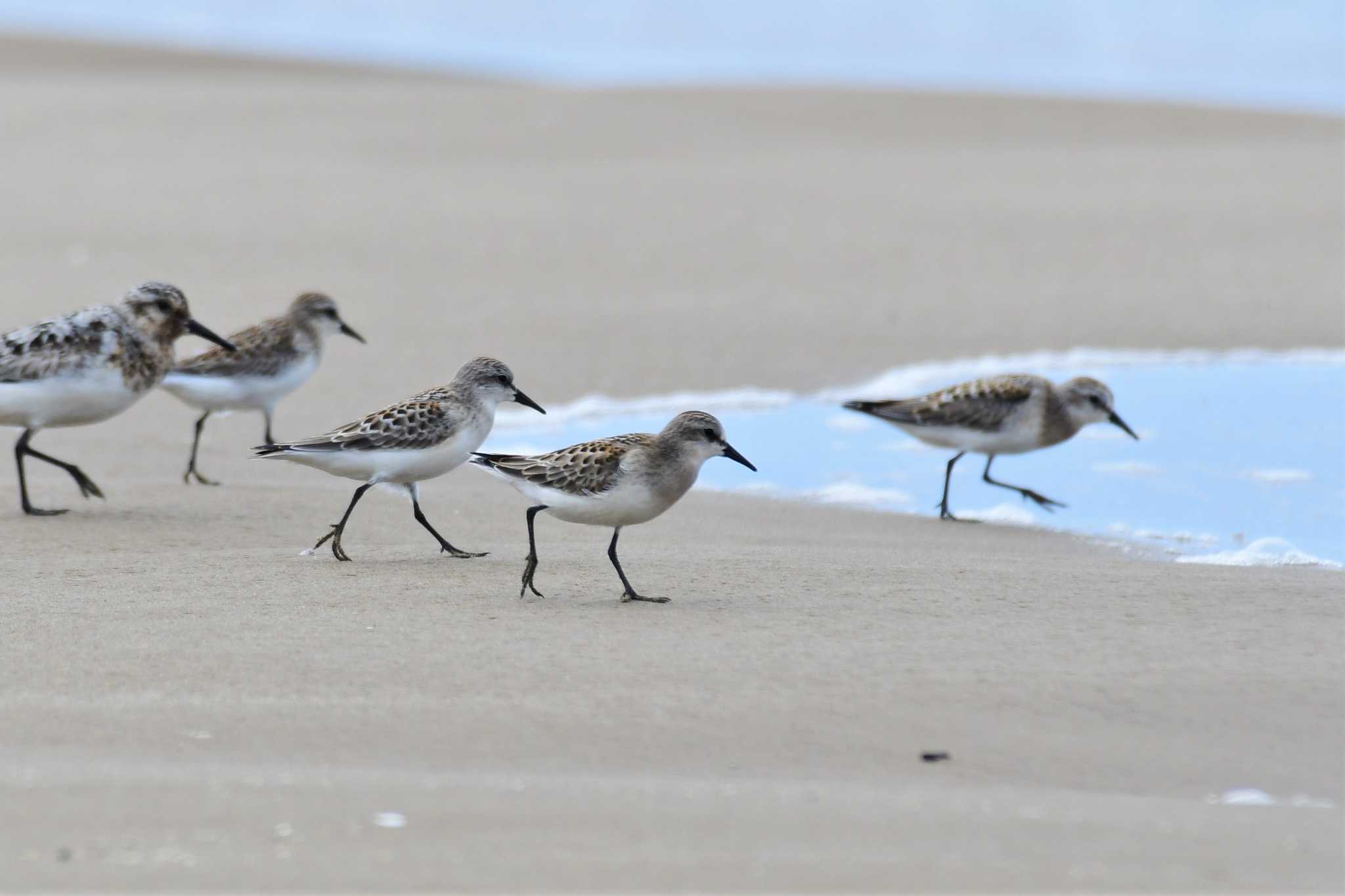 Photo of Red-necked Stint at 千里浜(石川県羽咋市) by Semal