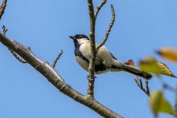 Japanese Tit 金井公園 Tue, 9/1/2020