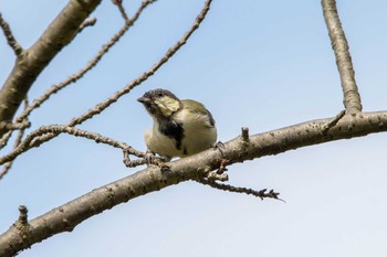 Japanese Tit 金井公園 Tue, 9/1/2020