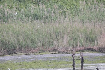 Wed, 6/8/2016 Birding report at Tokyo Port Wild Bird Park