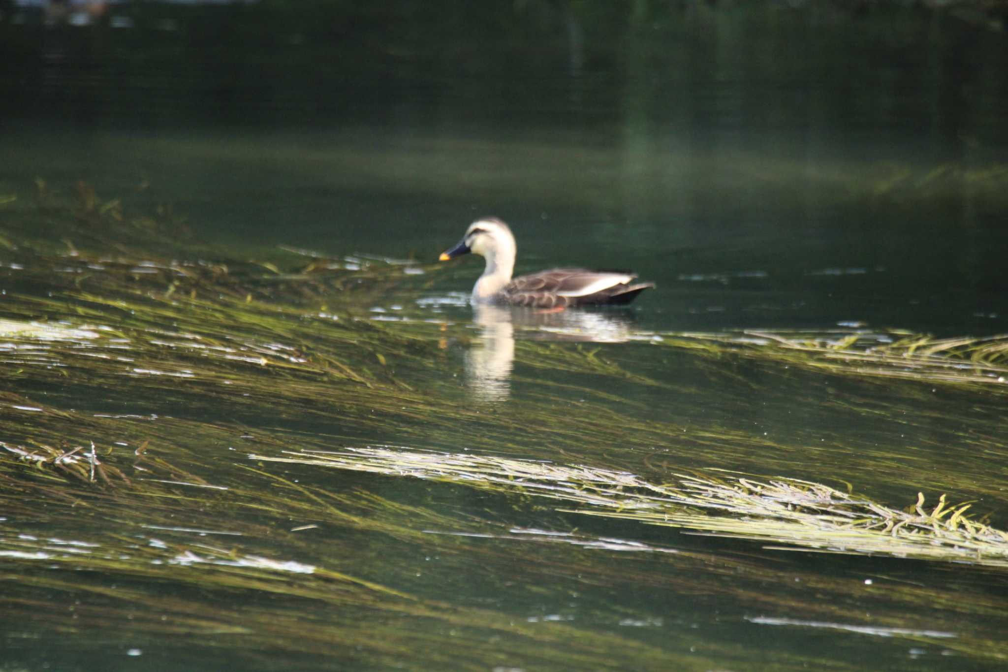 十勝川河川敷 カルガモの写真 by ノビタキ王国の住民 