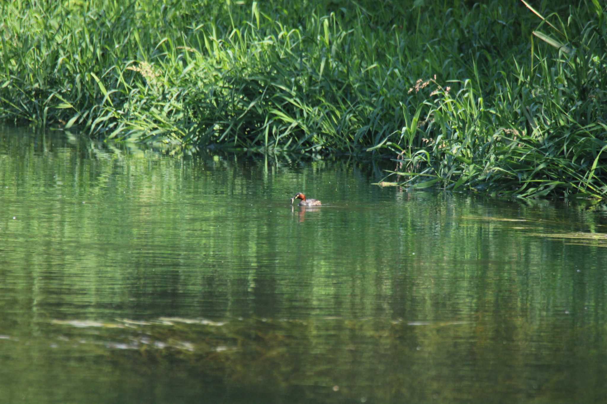 十勝川河川敷 カイツブリの写真 by ノビタキ王国の住民 