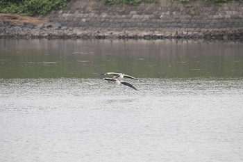 アオサギ 東京港野鳥公園 2016年6月8日(水)