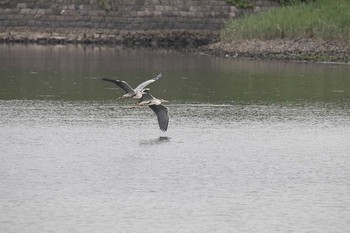 アオサギ 東京港野鳥公園 2016年6月8日(水)