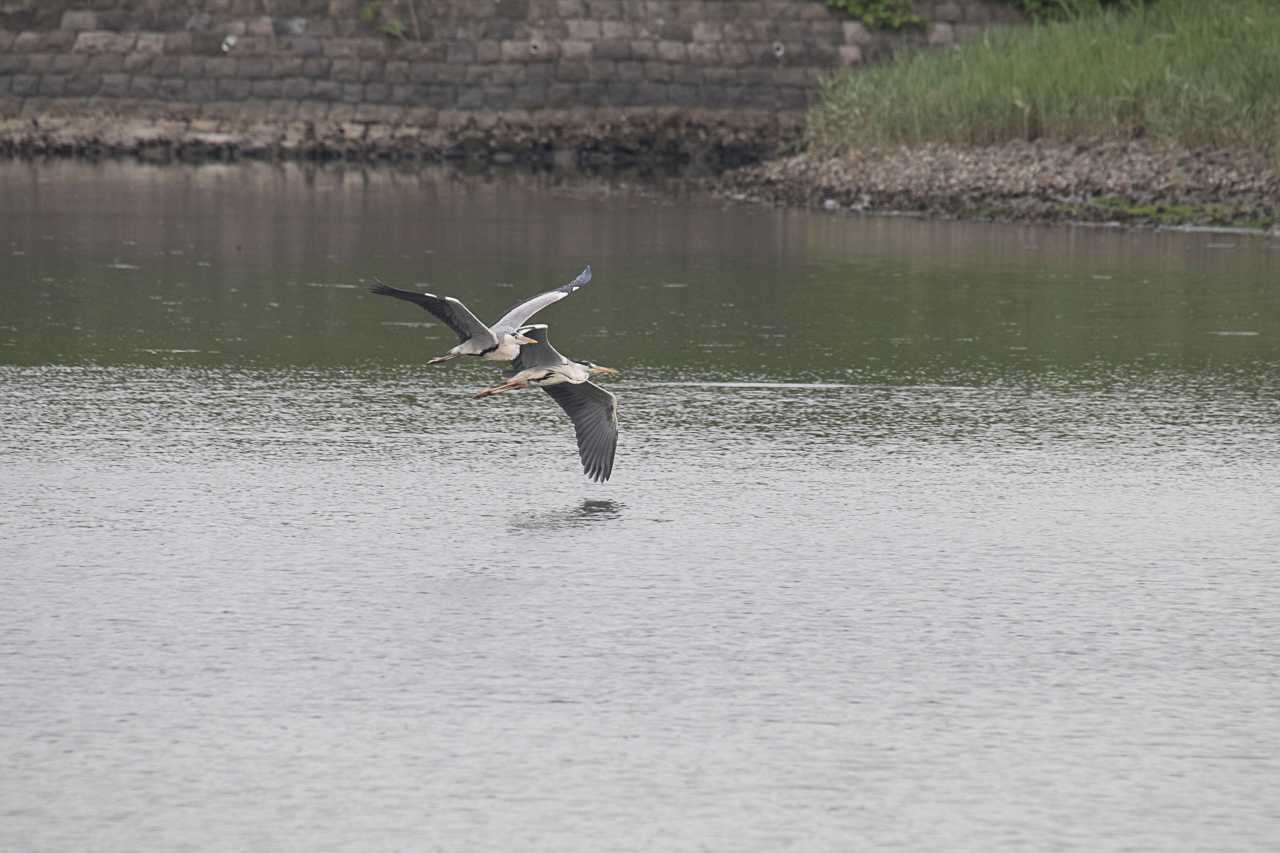 Photo of Grey Heron at Tokyo Port Wild Bird Park