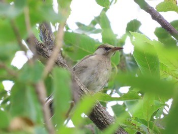 White-cheeked Starling 乃木浜総合公園 Sun, 8/9/2020