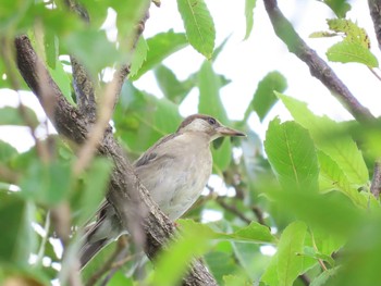 White-cheeked Starling 乃木浜総合公園 Sun, 8/9/2020