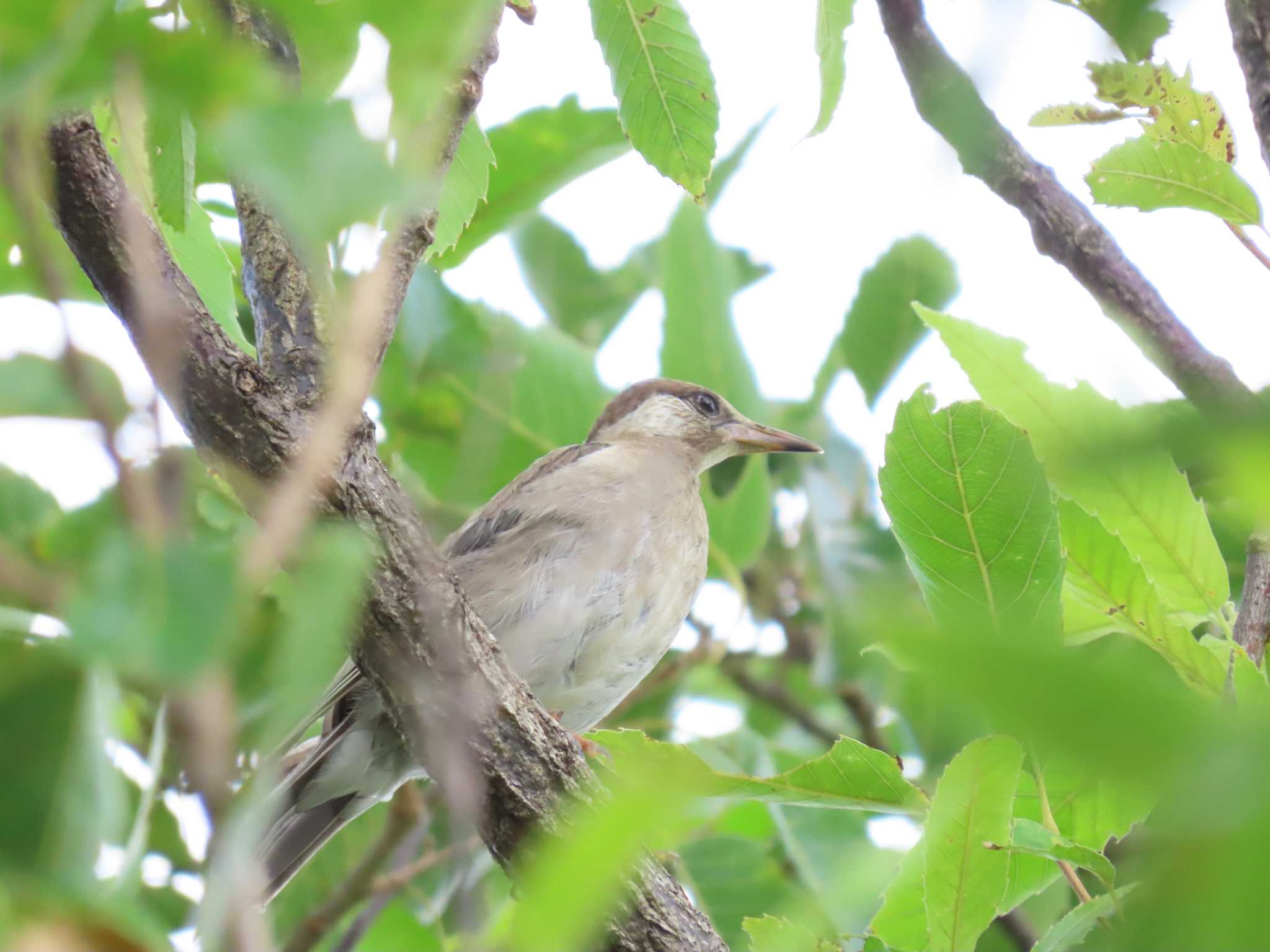 Photo of White-cheeked Starling at 乃木浜総合公園 by 重い金属