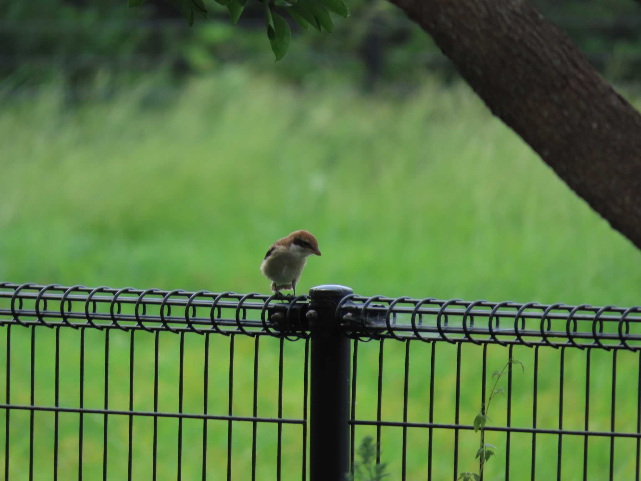 Bull-headed Shrike