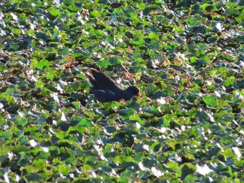 2020年8月15日(土) 南良津親水公園の野鳥観察記録