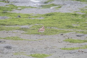 コチドリ 東京港野鳥公園 2016年6月8日(水)