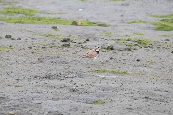 コチドリ 東京港野鳥公園 2016年6月8日(水)