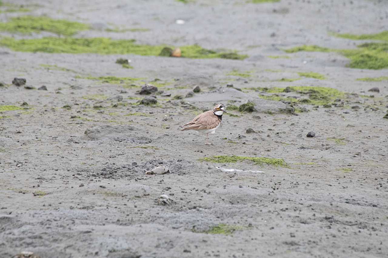Photo of Little Ringed Plover at Tokyo Port Wild Bird Park by natoto
