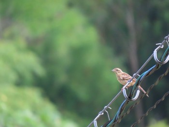 2020年8月22日(土) 大谷自然公園の野鳥観察記録